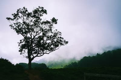 Silhouette of a tree with fog. The trauma that people in California are experiencing can feel insurmountable, leaving them paralyzed in their grief.
