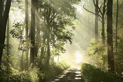 Image of sun shining through the trees. If you are suffering from trauma and grief after the wildfires in California, Kate Smiley, LCSW, is here for you.